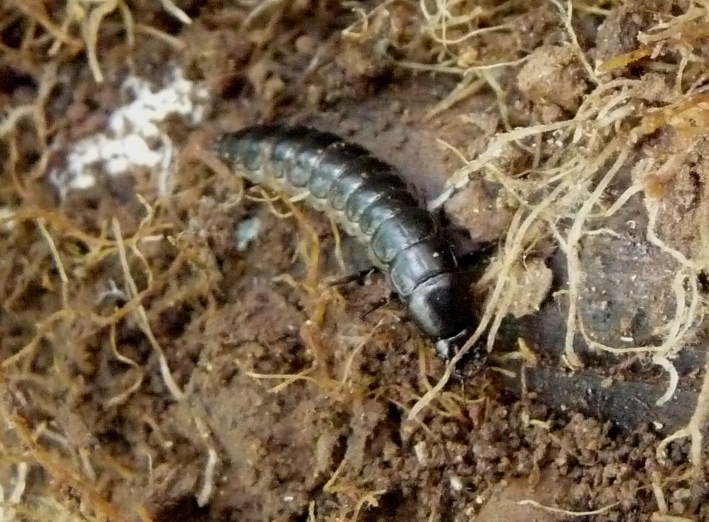 Larva di carabus rossii?
